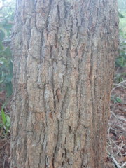 Allocasuarina torulosa