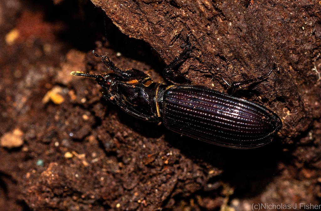 Aulacocyclus from Tamborine Mountain QLD 4272, Australia on December 16