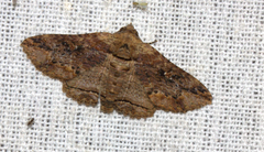 Pericyma glaucinans