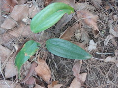 Smilax glyciphylla