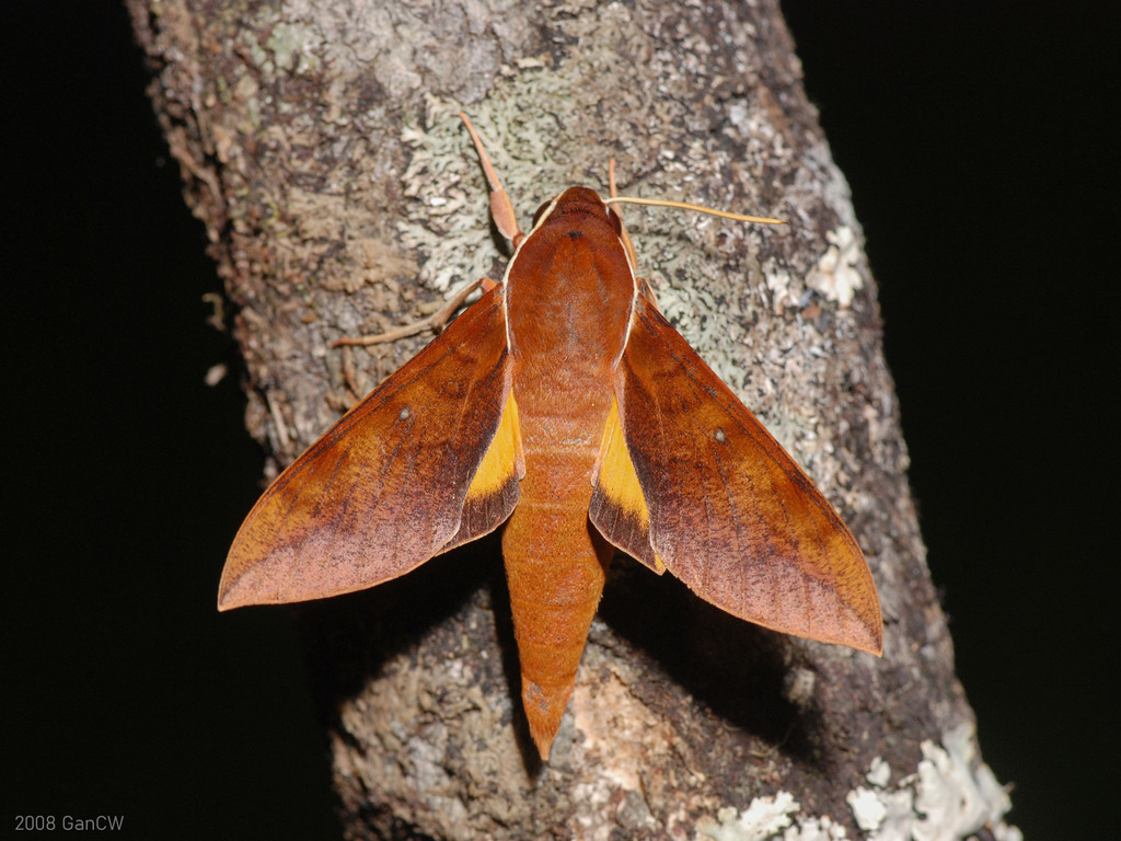 Gnathothlibus erotus