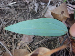Smilax glyciphylla