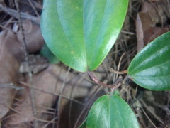 Smilax glyciphylla