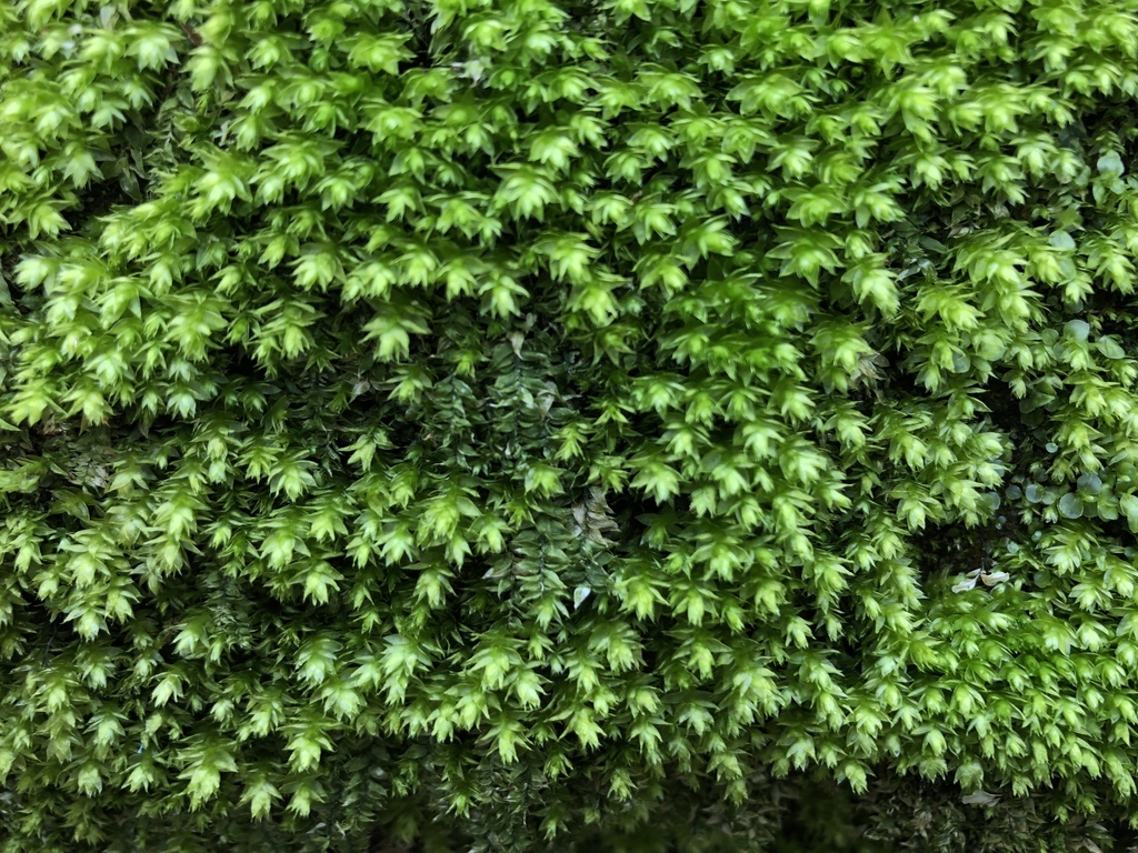Plagiothecium