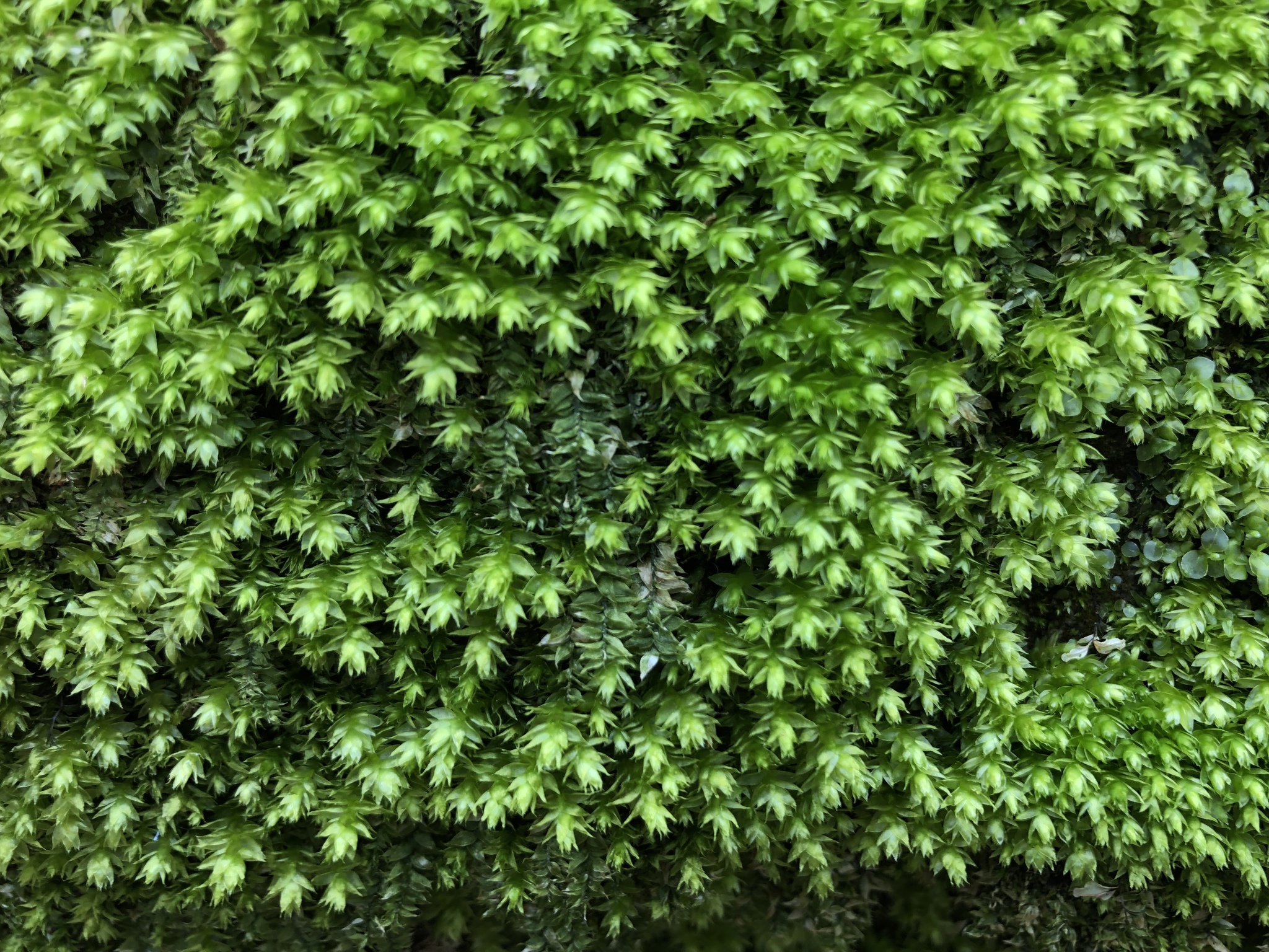 Plagiothecium