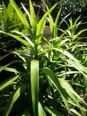 Dracaena angustifolia