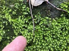 Plagiothecium cavifolium