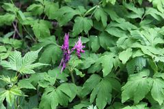 Corydalis gigantea