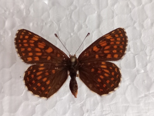 Asmanova riđa (Melitaea britomartis)