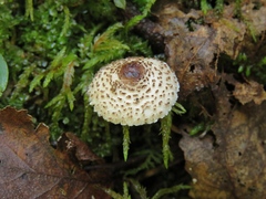 Lepiota felina