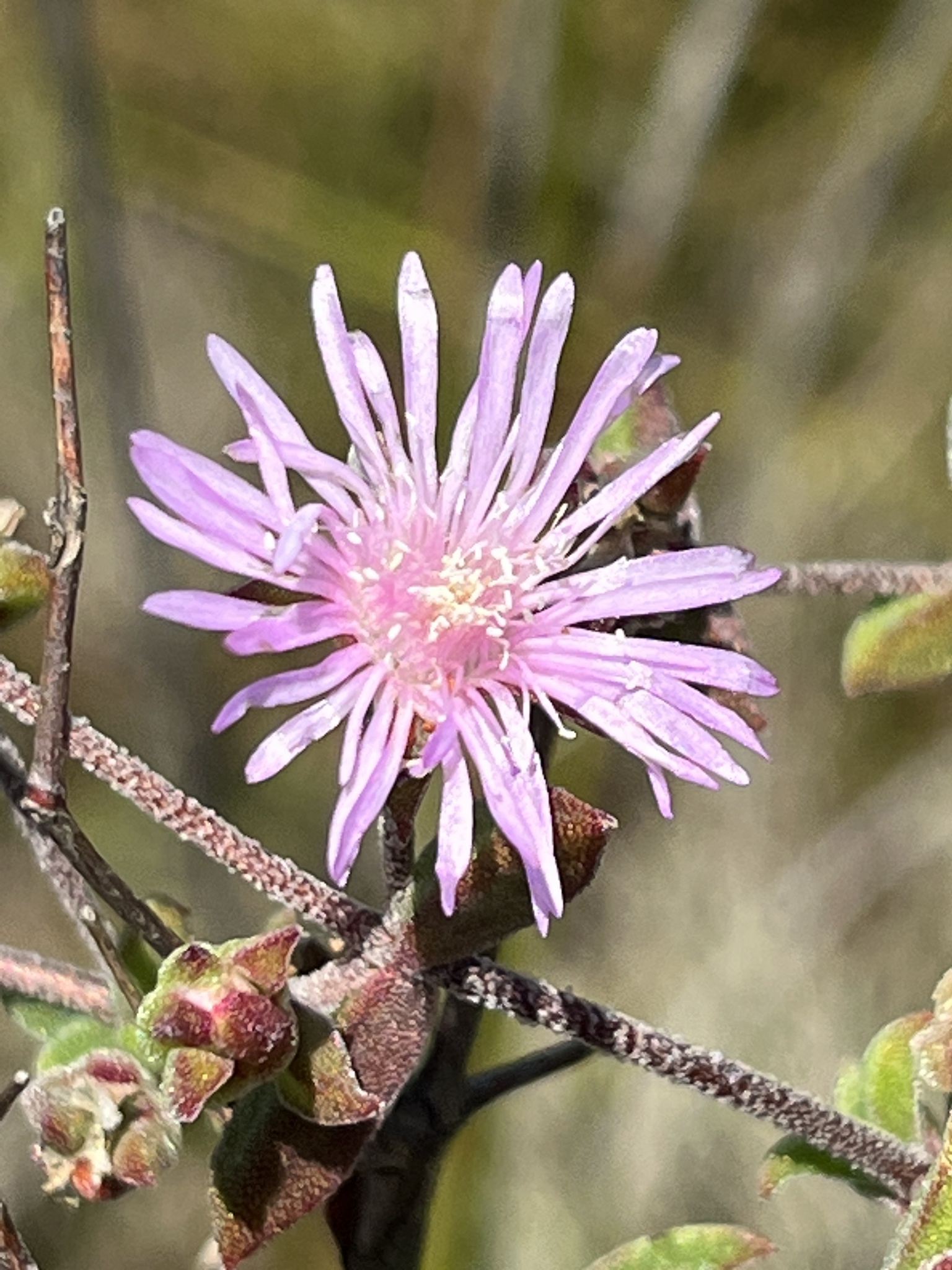 Drosanthemum acutifolium