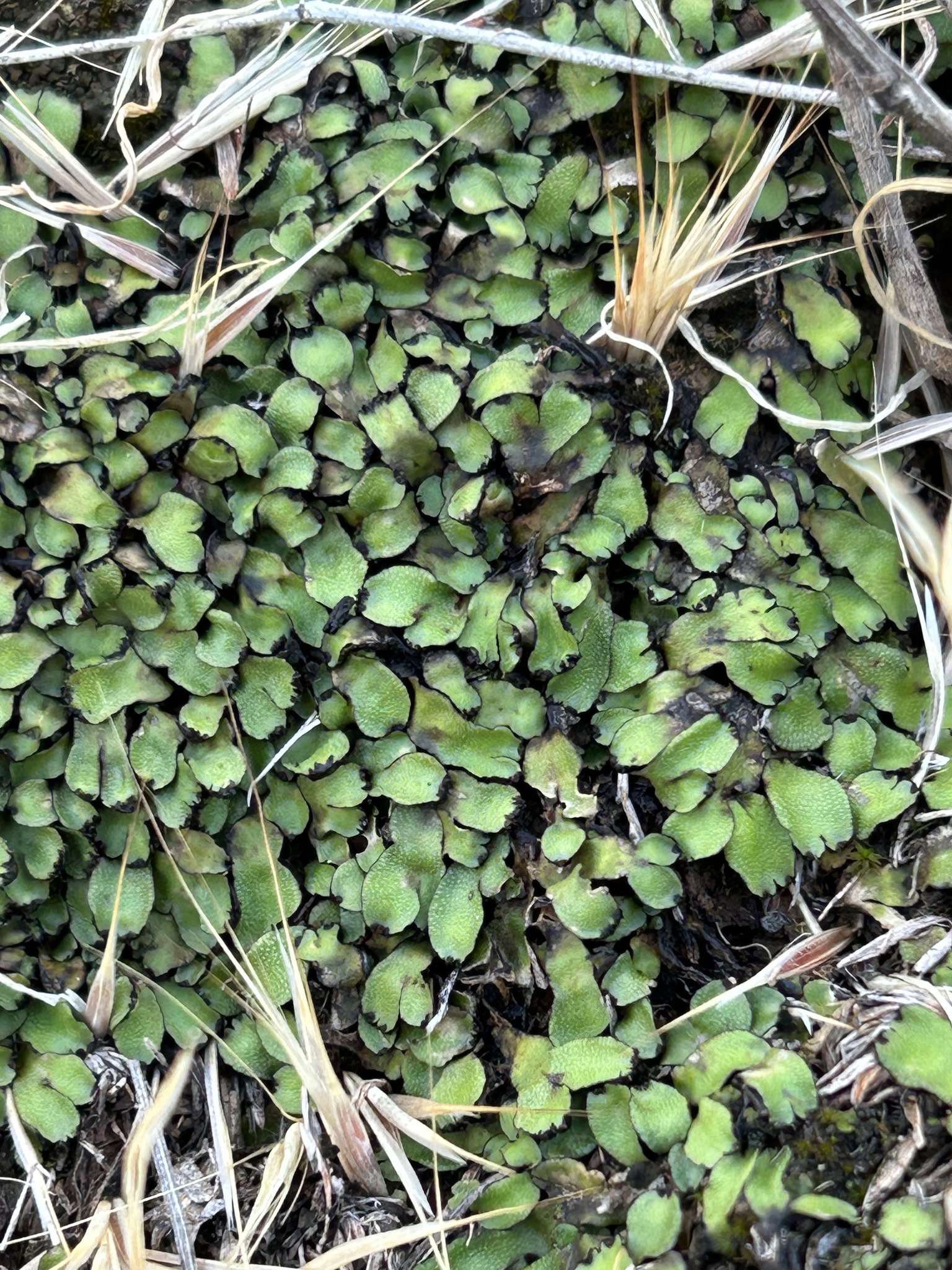Targionia hypophylla
