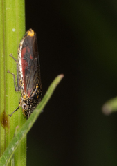 Homalodisca liturata