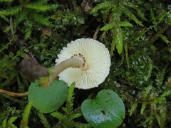 Lepiota felina