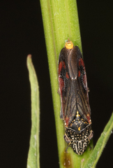 Homalodisca liturata