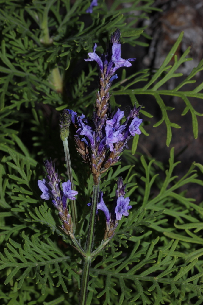 Canary Island Lavender