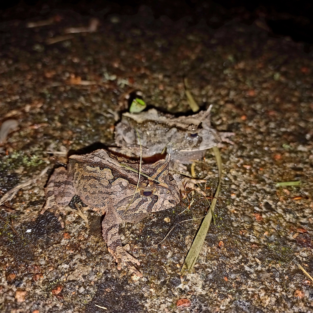 Bioe's Frog