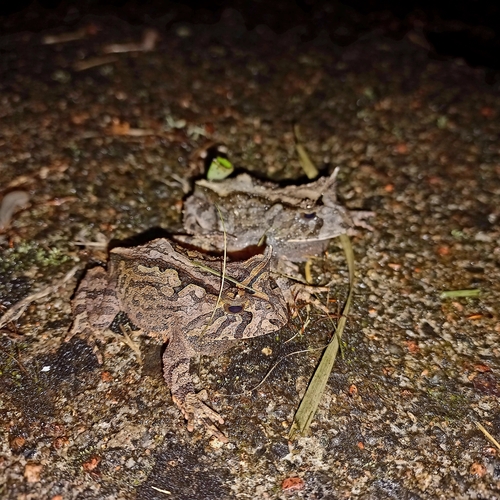 Bioe's Frog