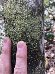 Cheilolejeunea clypeata