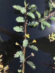 Aeschynomene fluitans