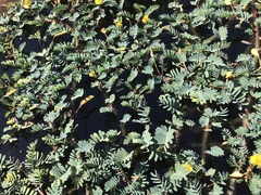 Aeschynomene fluitans