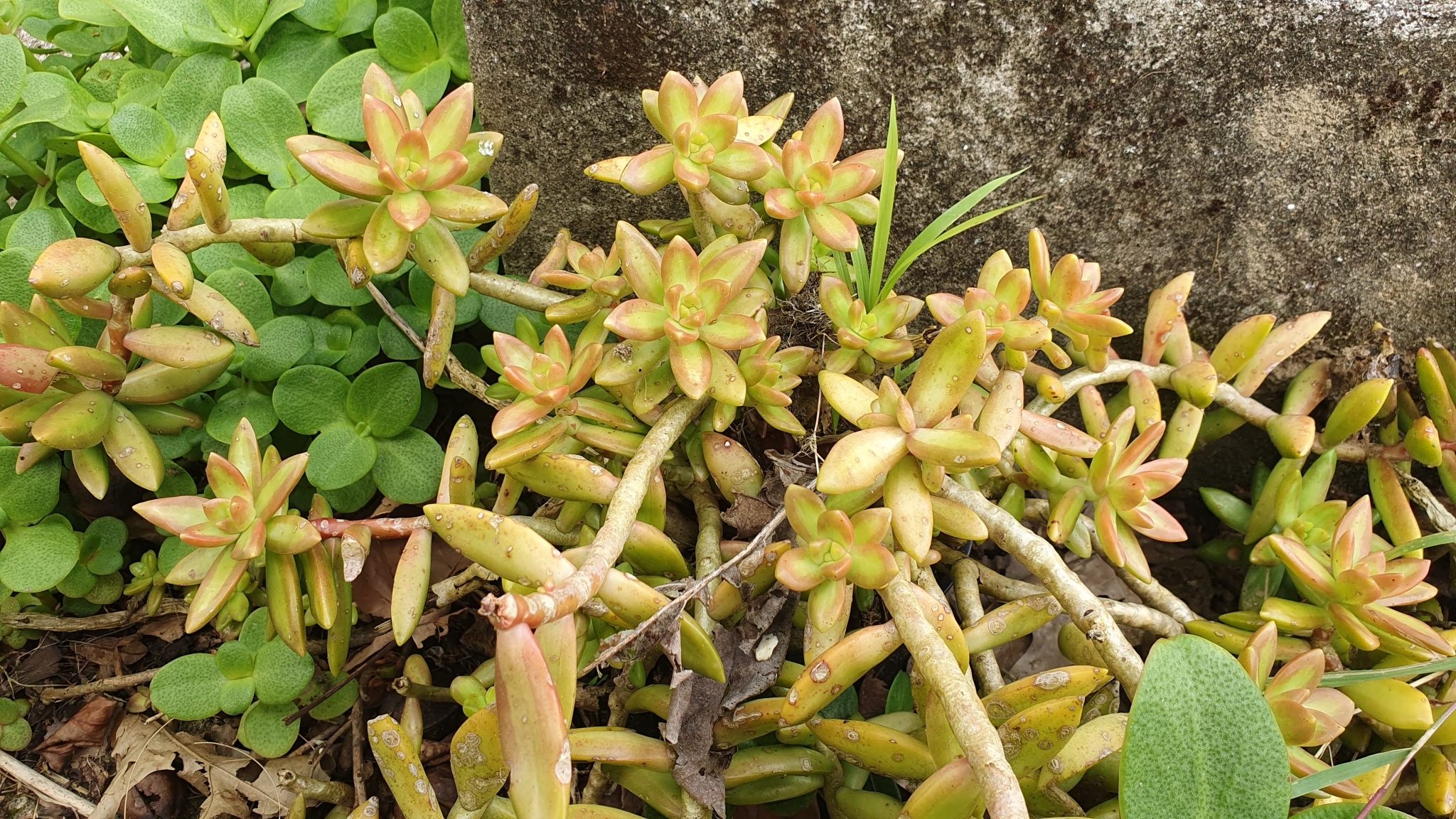 Imagem de Sedum rubrotinctum