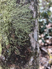 Cheilolejeunea clypeata