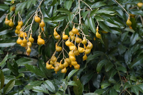 Ormosia pinnata observed 2023-12-24