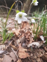 Hepatica acutiloba