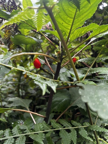 Impatiens niamniamensis