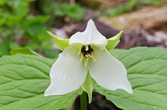 Trillium simile
