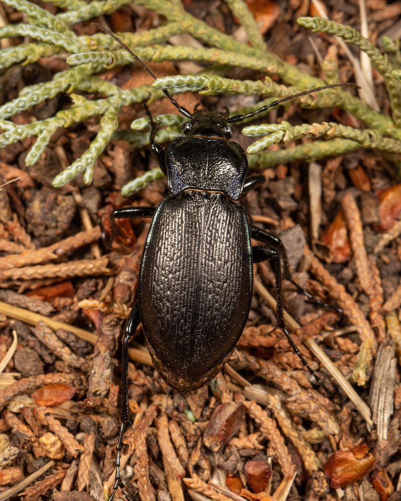 Carabus rossii
