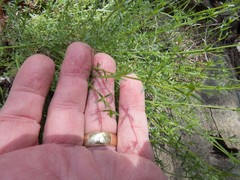 Galium microphyllum