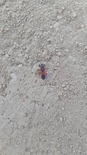 Mediterranean red bug