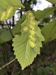 Neuroterus quercusirregularis