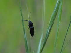 Melanactes densus