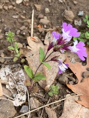 Collinsia violacea