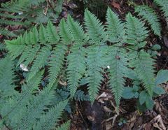 Leptolepia novae-zelandiae