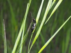 Melanactes densus