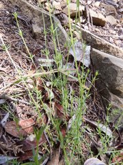 Galium microphyllum
