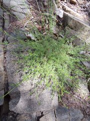 Galium microphyllum