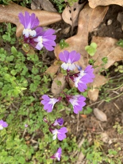 Collinsia violacea