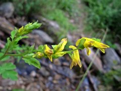 Corydalis ochotensis