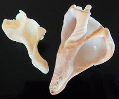 Australaria australasia