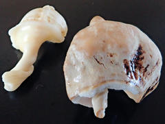 Australaria australasia