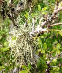 Ramalina peruviana