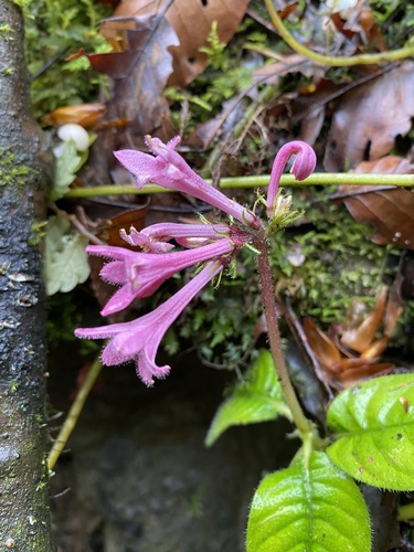 Ophiorrhiza hunanica