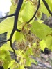 Fagus lucida - Photo (c) zhangqianyi, some rights reserved (CC BY-NC)
