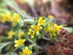 Eriophyllum multicaule