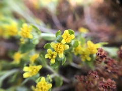 Eriophyllum multicaule